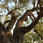 Masseria Torrelonga 팜스테이