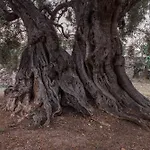 Masseria Torrelonga Çiftlik konaklama Fasano