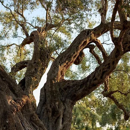 Masseria Torrelonga Farmház