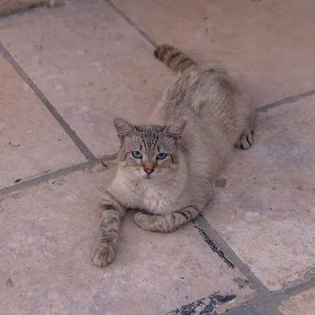 Masseria Torrelonga Çiftlik konaklama *