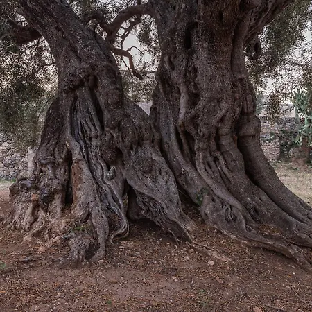 Masseria Torrelonga Bauernhof Fasano