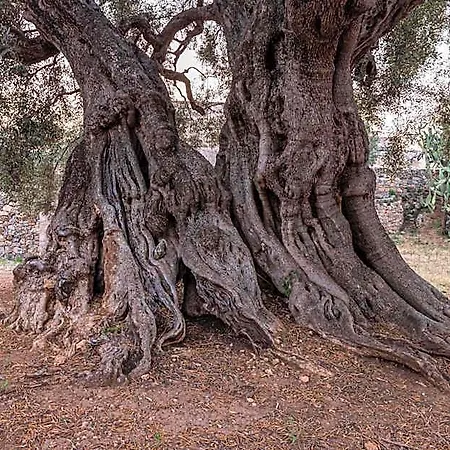 Masseria Torrelonga Séjour à la ferme *